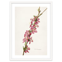 Royal Charles Steadman – Peach (Prunus persica) (1924)