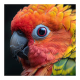 Close Up Sun Conure Parrot Eye Feathers  (Print Only) thumbnail