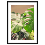 Monstera Mix thumbnail