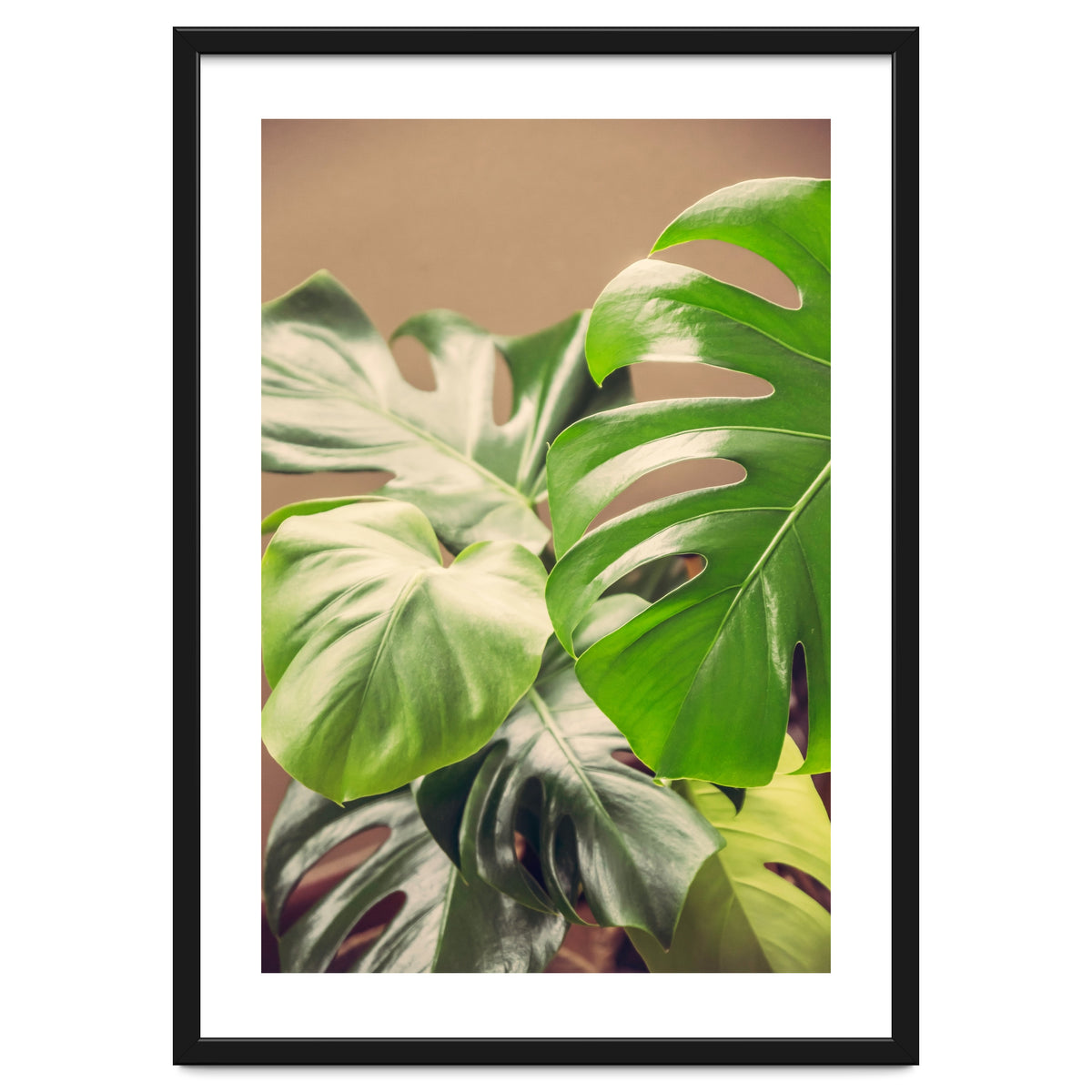 Monstera Mix