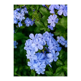 Blue Plambago Flowers (Print Only) thumbnail