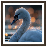 Close-up Shot of a Swan with Water Droplets