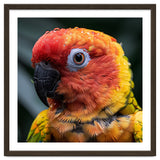 Sun Conure Parrot Bird With Water Droplets thumbnail