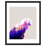 Macaw thumbnail