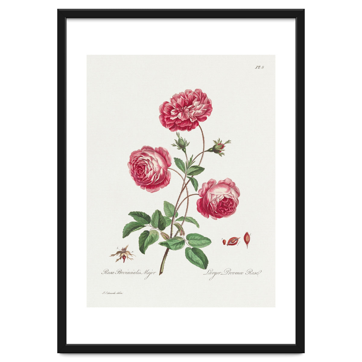 John Edwards – Larger Provence Rose (1770–1775)