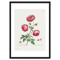 John Edwards – Larger Provence Rose (1770–1775)