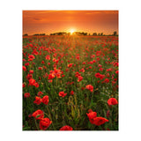 Poppies At Sunset (Print Only) thumbnail