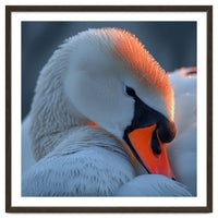 Close Up Of A White Swan With Water Droplets