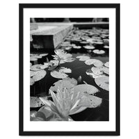 Lotus Pond | Black & White Portrait