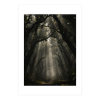 Enchanted Canopy: Mystical Forest Path (Print Only)