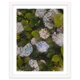 Hydrangeas | Portrait thumbnail