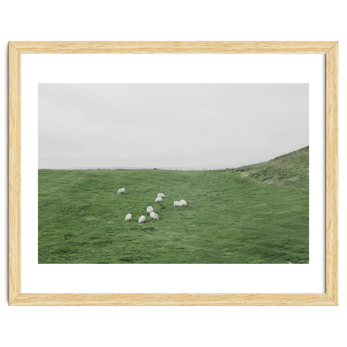 A flock of Sheep in the Green Hill - Iceland