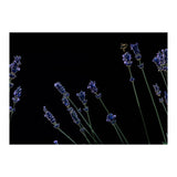 Honeybee and lavender (Print Only) thumbnail