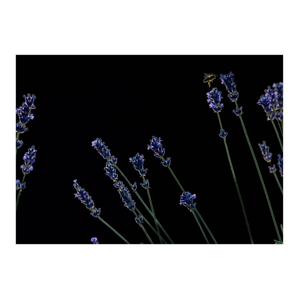 Honeybee and lavender (Print Only)