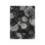 Hydrangeas | Black & White Portrait (Print Only) thumbnail