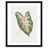 Caladium ‘Carolyn Whorton’ Leaf (Hand Drawn Illustration) thumbnail