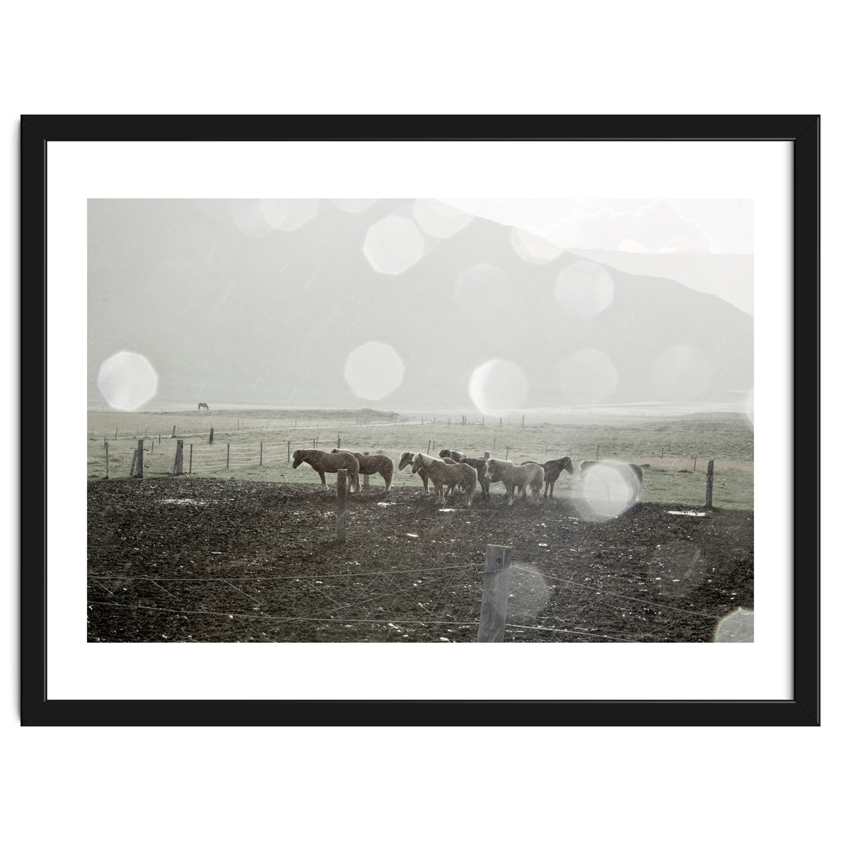 Horses under the sun shower - Iceland