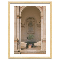 Sacred Olive Tree at the Cathedral