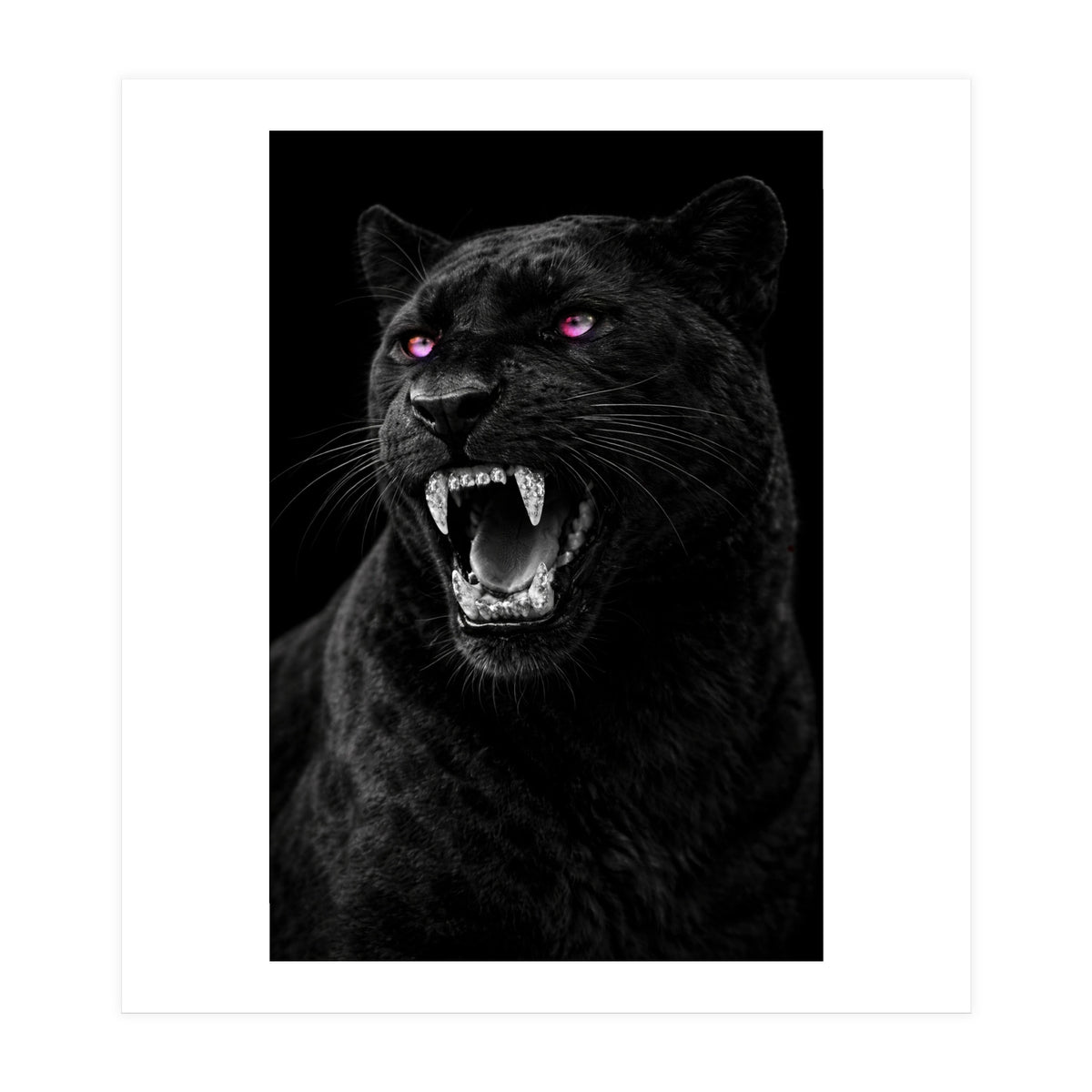 Black leopard with colorful eyes portrait (Print Only)