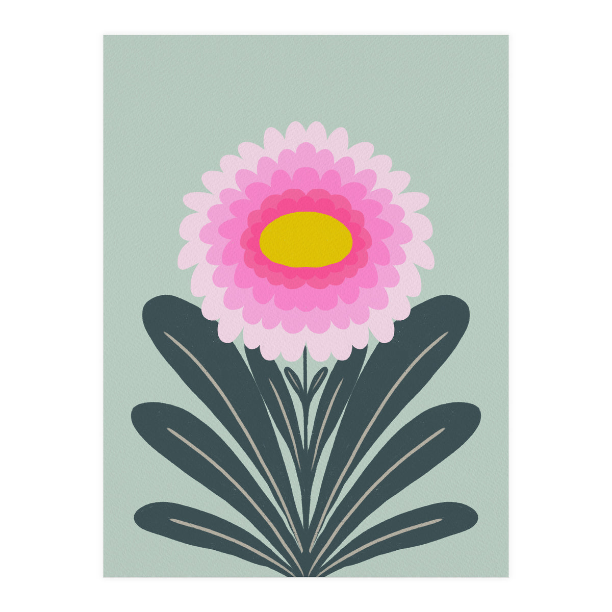 Chrysanthemum - turquoise and pink (Print Only)