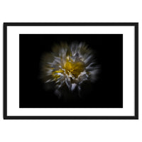 Backyard Flowers No 25 Color Flow Version