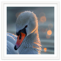 Close Up Of A Swan With Water Droplets