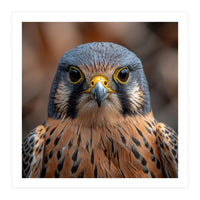 Close Up Kestrel Falcon Bird Portrait Majestic (Print Only)