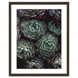 Succulent Plant Ii thumbnail