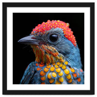 Close Up Of Colorful Bird With Water Droplets