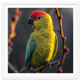 Close Up Of A Colorful Jenday Conure thumbnail