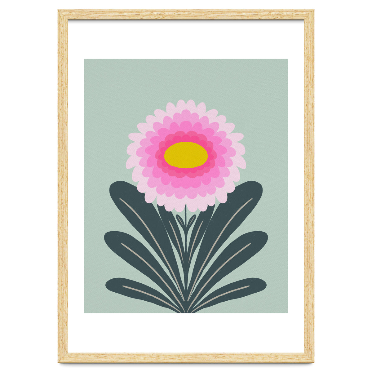 Chrysanthemum - turquoise and pink