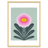 Chrysanthemum - turquoise and pink