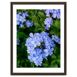 Blue Plambago Flowers thumbnail
