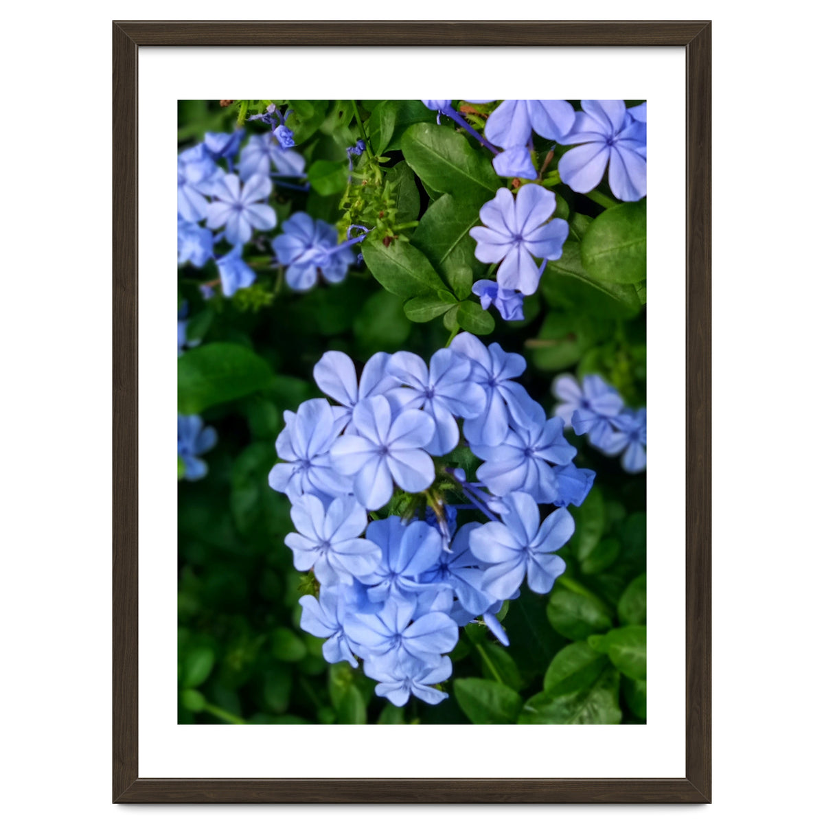 Blue Plambago Flowers