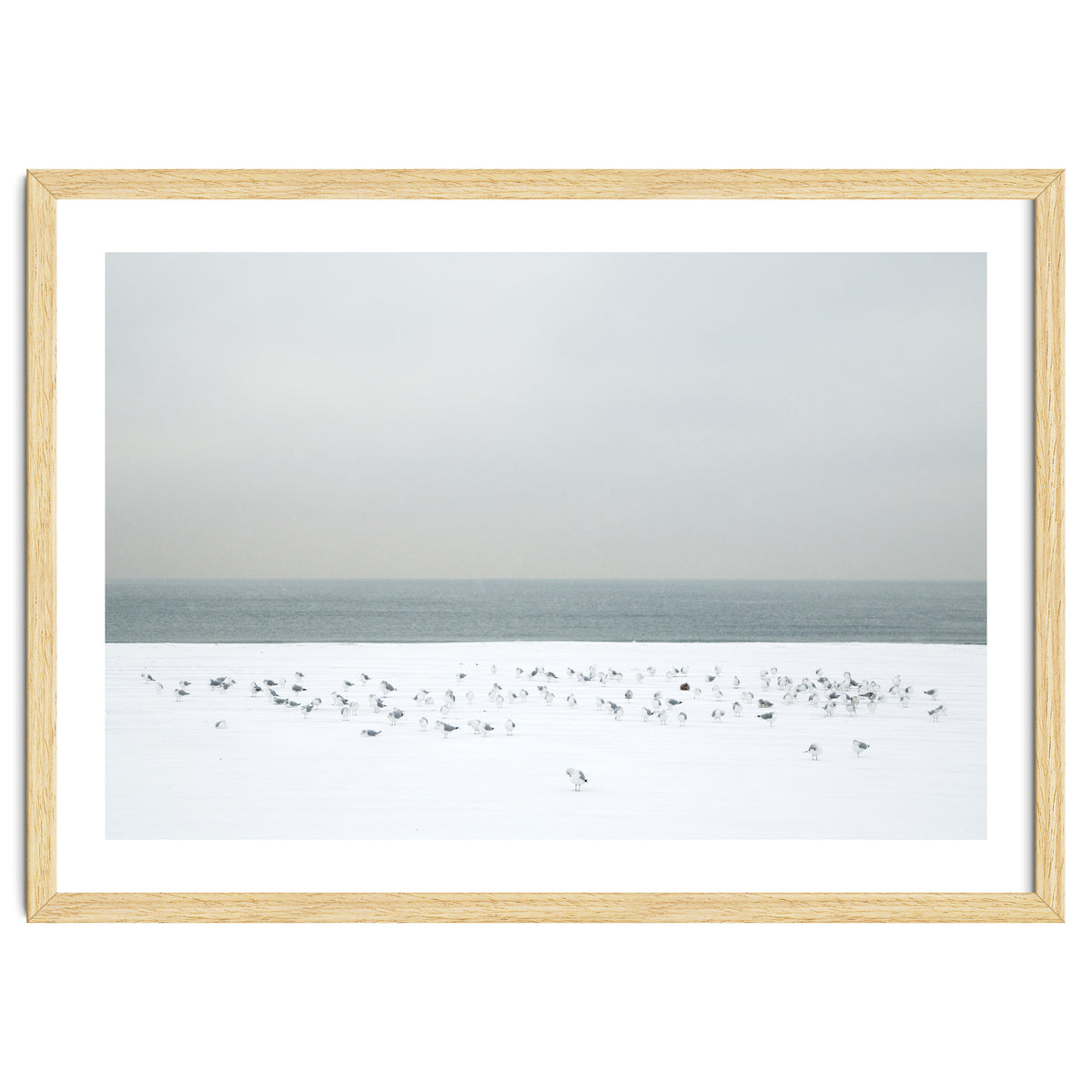 Seagulls in the winter snow beach