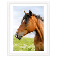 Horse Portrait