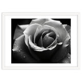Ethereal Monochromatic Rose Petal Macro thumbnail