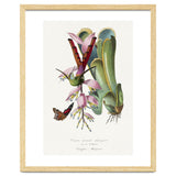 Paul Gervais – Hummingbird Painting (1842) thumbnail