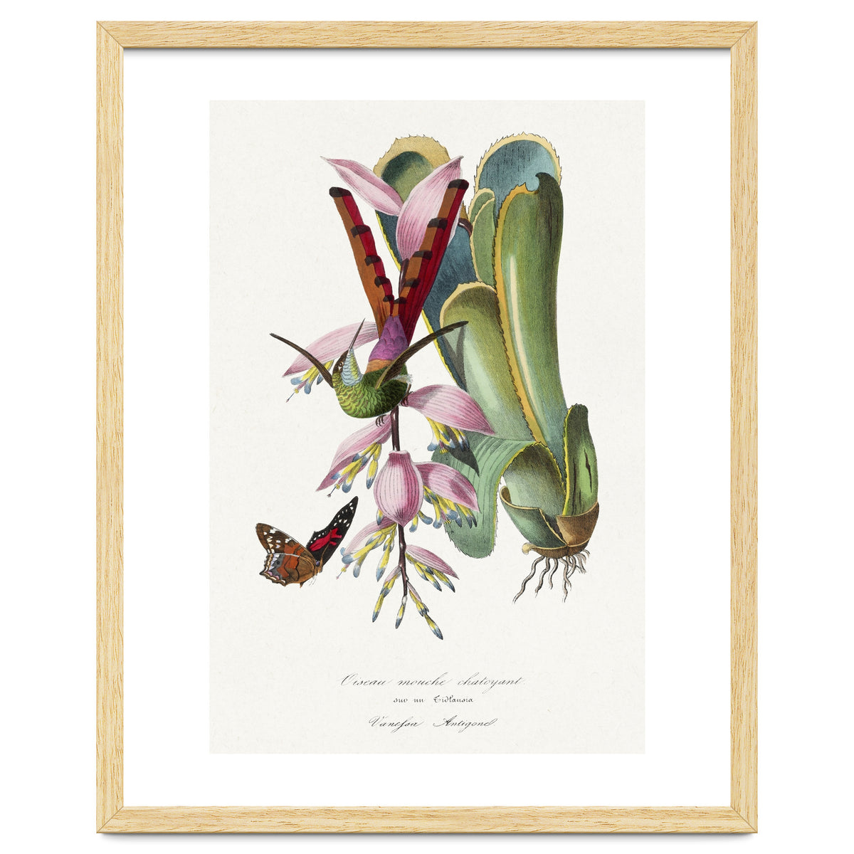 Paul Gervais – Hummingbird Painting (1842)