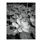 Hylas | Black & White (Print Only) thumbnail