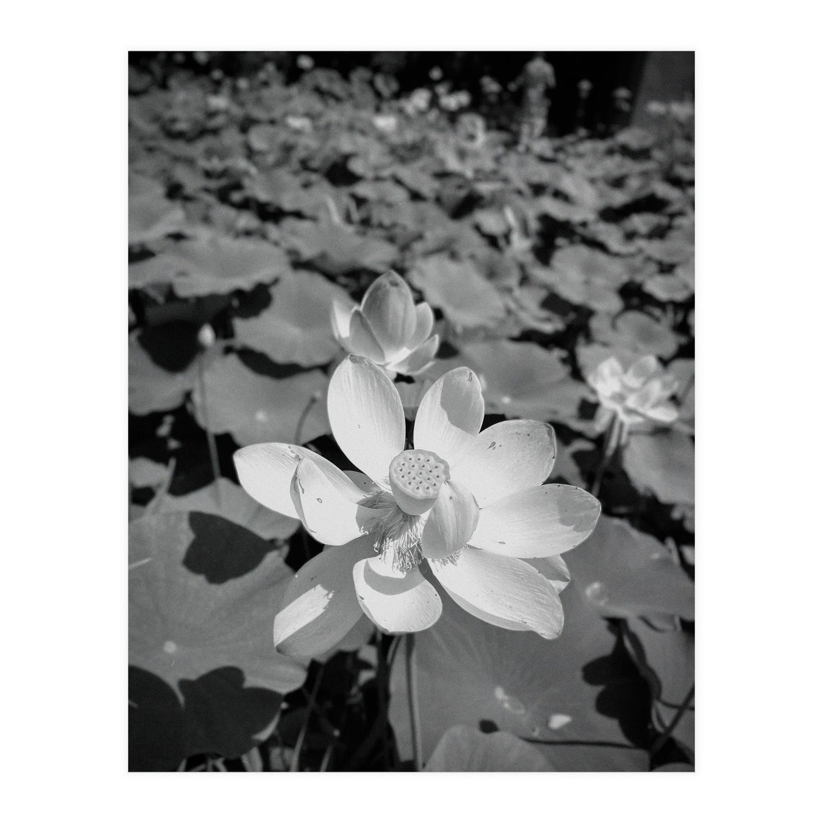 Hylas | Black & White (Print Only)