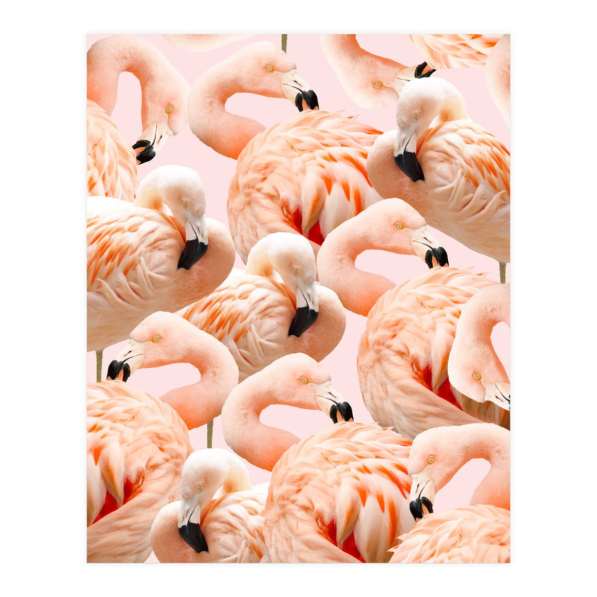 Flamingo Blush #society6 #decor #buyart #flamingoart (Print Only)