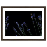 Honeybee and lavender thumbnail