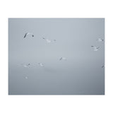 Flying seagulls in the winter sky (Print Only) thumbnail