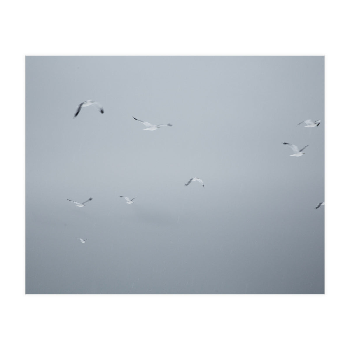 Flying seagulls in the winter sky (Print Only)