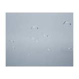 Flying seagulls in the winter sky (Print Only) thumbnail
