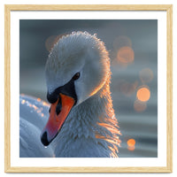Close Up Of A Swan With Water Droplets