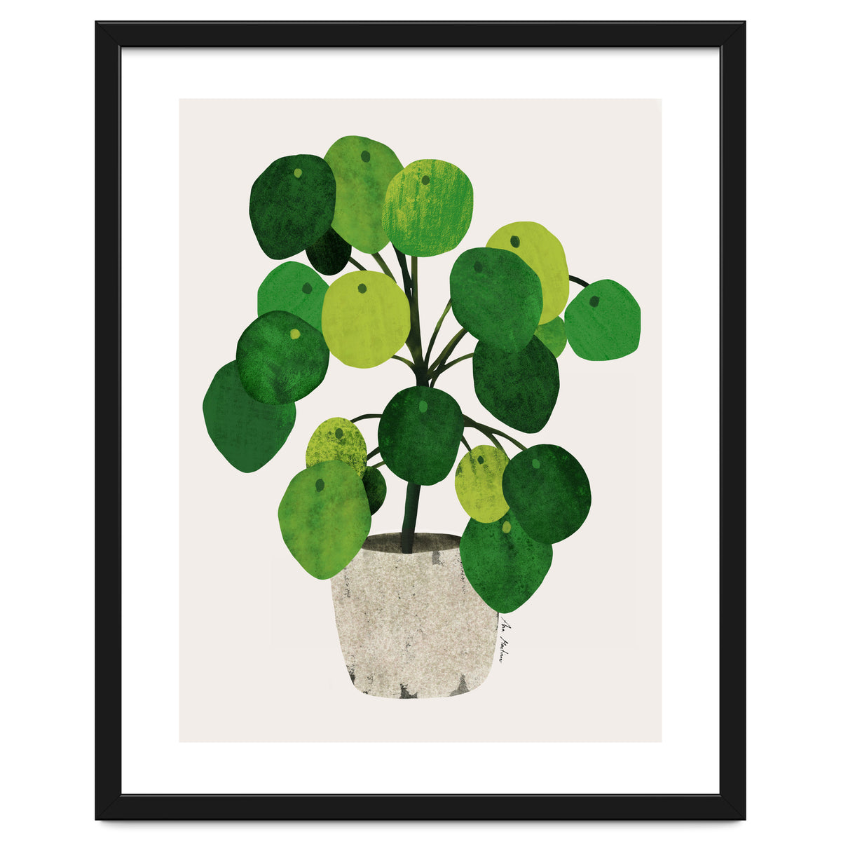 Pilea Plant