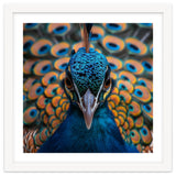 Close Up Peacock Head And Eye With Feathers thumbnail