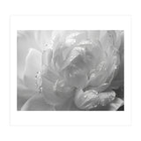 Ethereal Monochromatic Peony Petal Macro (Print Only) thumbnail